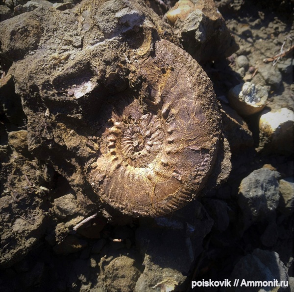аммониты, берриас, Крым, Dalmasiceras