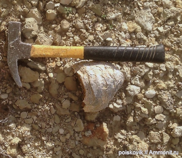 двустворки, двустворчатые моллюски, Крым, устрицы, Ostrea