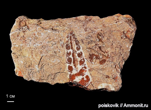 гастроподы, брюхоногие моллюски, Крым, Балаклава, Nerineidae, Cryptoplocus