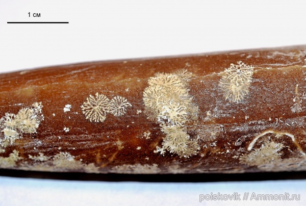 белемниты, головоногие моллюски, Крым, ихнофоссилии, Балаклава, Dendrina, belemnites