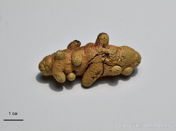 Крым, верхний мел, Балаклава, Upper Cretaceous