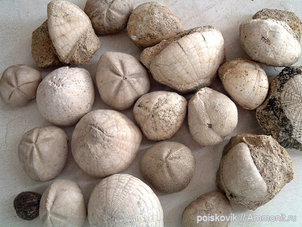 морские ежи, иглокожие, Крым