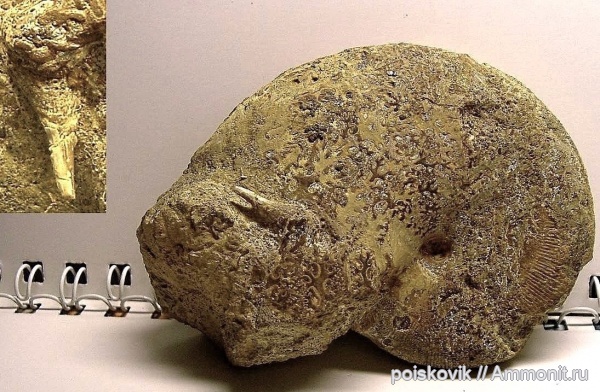 аммониты, зубы, головоногие моллюски, Крым, баррем, прижизненные повреждения, нижний баррем, Euphylloceras, Ammonites, Barremian, teeth, Euphylloceras ponticuli