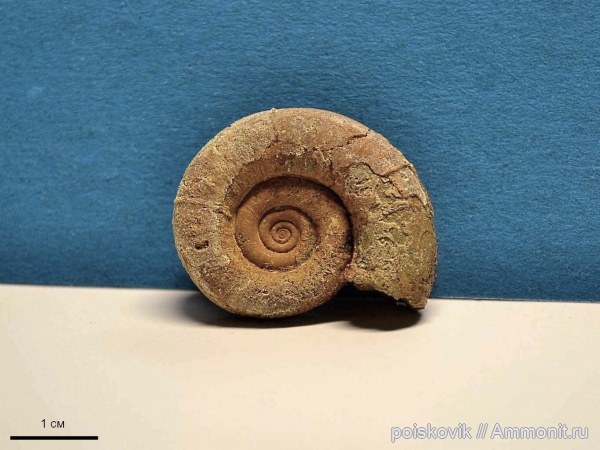аммониты, головоногие моллюски, Крым, баррем, нижний баррем, Ammonites, Protetragonites
