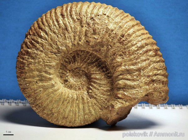 аммониты, головоногие моллюски, Крым, баррем, нижний баррем, Ammonites, Barremian