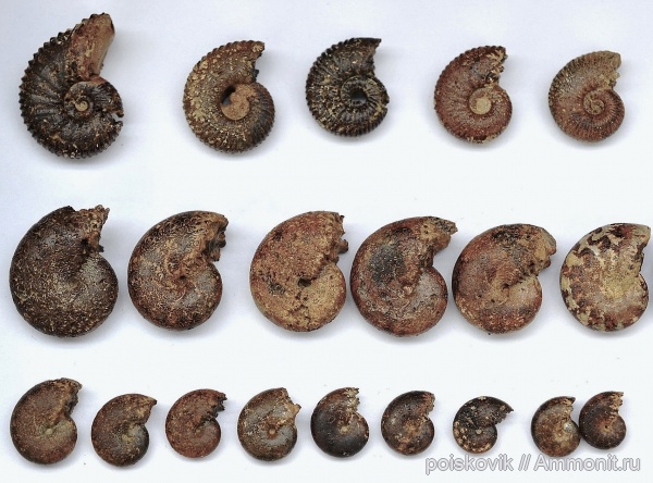 аммониты, головоногие моллюски, берриас, Крым, Ammonites, Berriasian