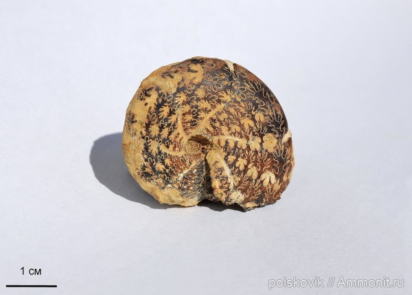 аммониты, головоногие моллюски, берриас, Крым, Ammonites, лопастные линии, Berriasian