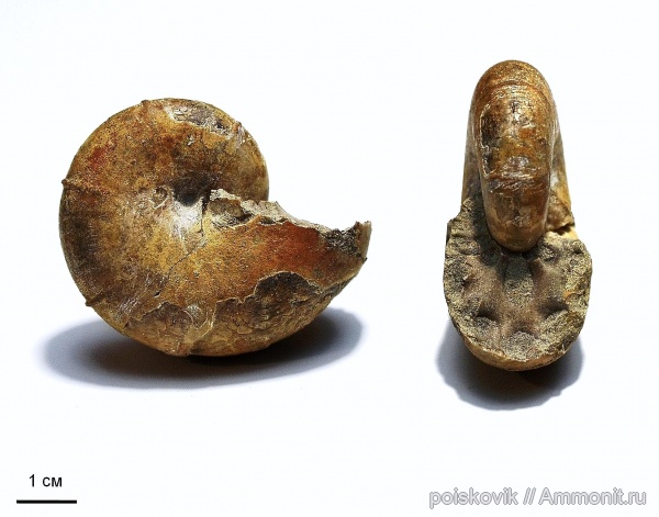 аммониты, головоногие моллюски, берриас, Крым, Ammonites, Ptychophylloceras ptychoicum, Ptychophylloceras, Berriasian