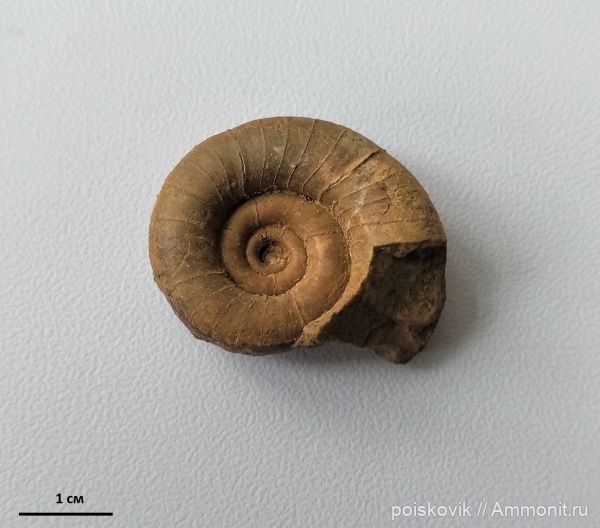 аммониты, головоногие моллюски, Крым, баррем, Protetragonites