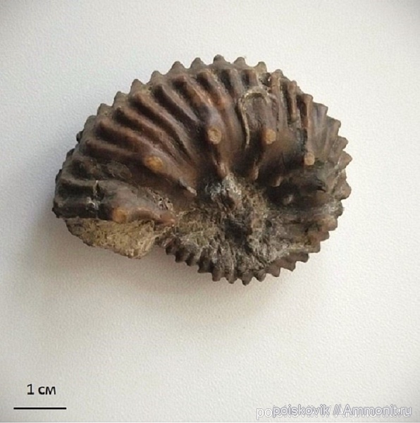 аммониты, берриас, Крым, Pomeliceras