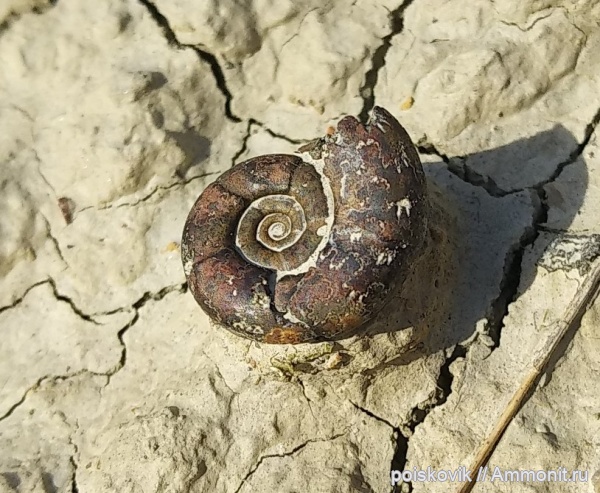 аммониты, головоногие моллюски, Крым