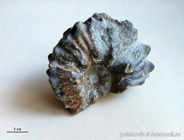 аммониты, головоногие моллюски, Крым, Dimorphoplites, Балаклава