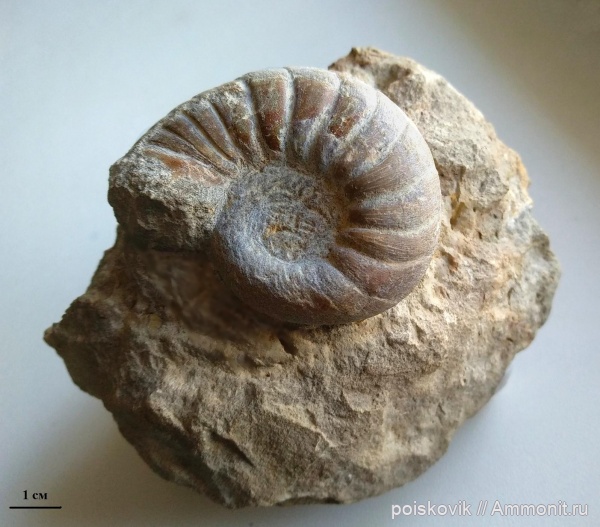 аммониты, головоногие моллюски, Крым, Балаклава, Anagaudryceras