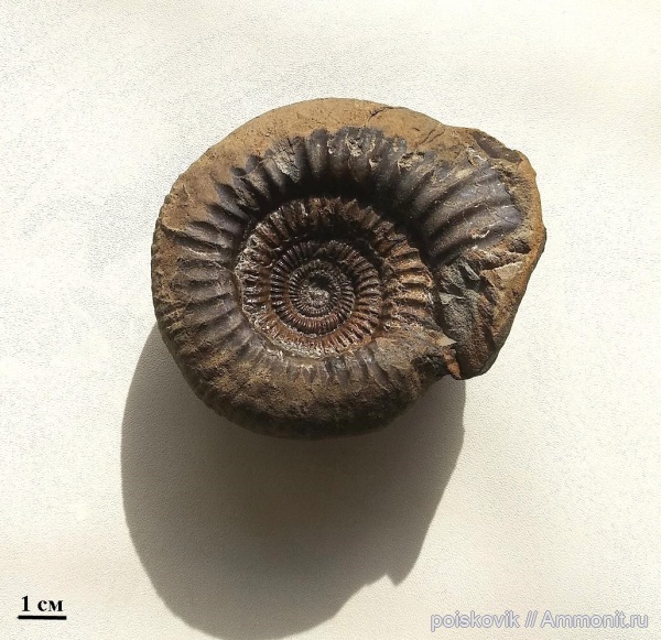 аммониты, головоногие моллюски, Homeoplanulites, Крым, Балаклава, Homoeoplanulites