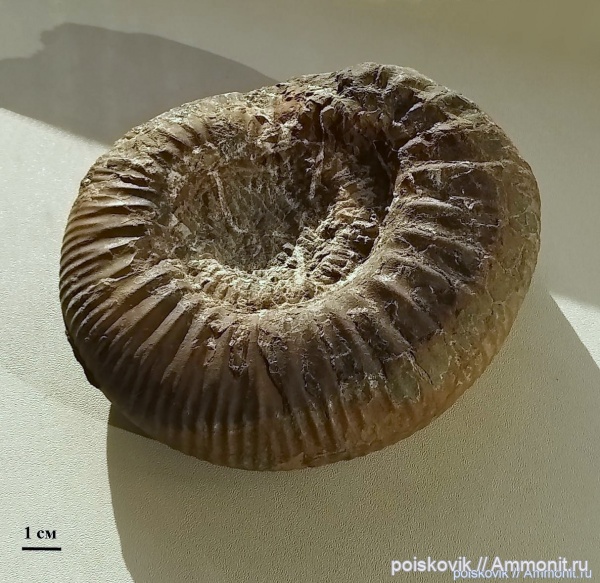 аммониты, головоногие моллюски, Homeoplanulites, Крым, Балаклава, Homoeoplanulites