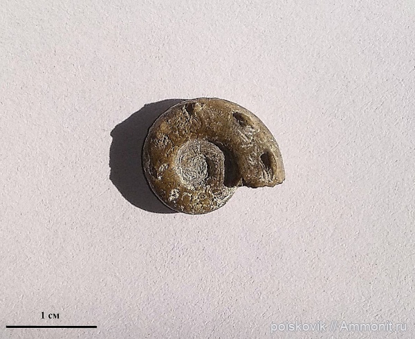 аммониты, оксфорд, головоногие моллюски, Крым, Балаклава, paraspidoceras