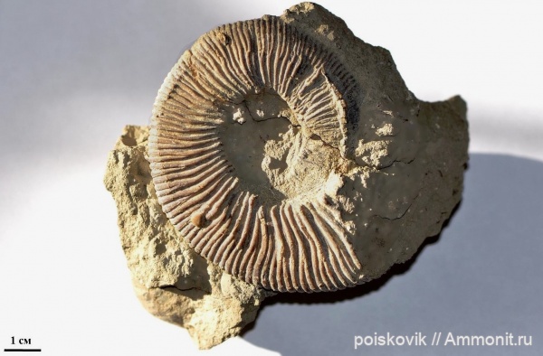 аммониты, головоногие моллюски, Крым, Pseudosubplanites