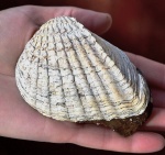 Pontalmyra crassatellata (Deshayes) Pontalmyra crassatellata (Deshayes)