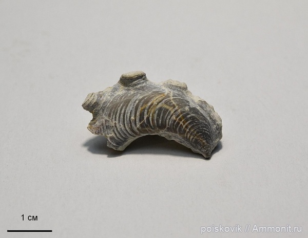 двустворки, двустворчатые моллюски, маастрихт, Крым, Lopha, Балаклава, Maastrichtian