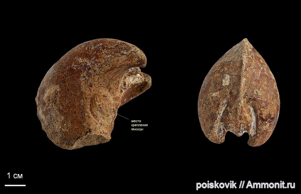двустворки, двустворчатые моллюски, альб, Крым, Балаклава, тригонии, Albian, верхний альб