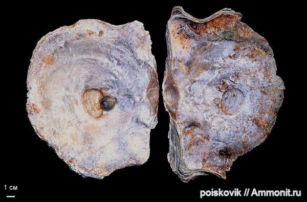 двустворки, двустворчатые моллюски, Крым, Балаклава, Liostrea mirabilis