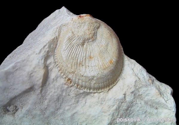 двустворки, двустворчатые моллюски, Крым, Spondylus