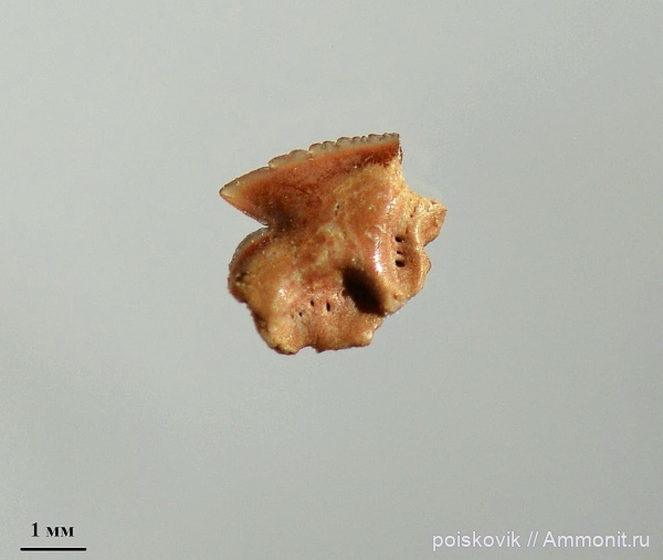 рыбы, Крым, зубы акул