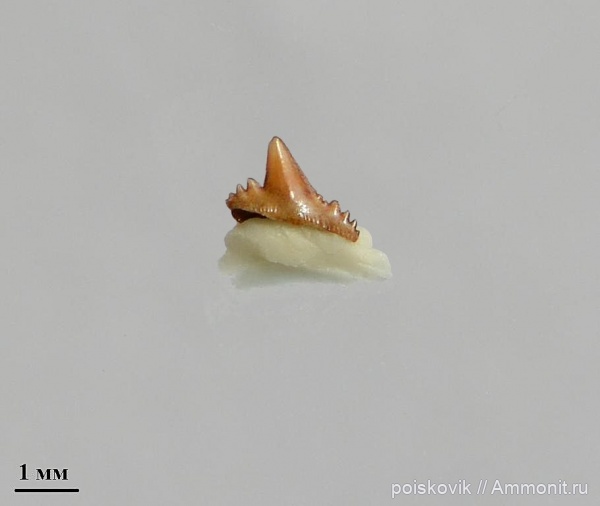 рыбы, Крым, зубы акул