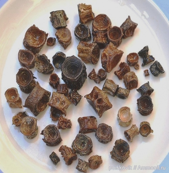 рыбы, Крым, позвонки, fish