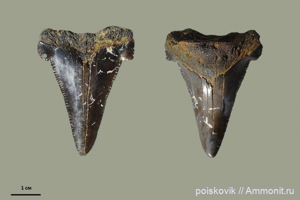 рыбы, зубы, Крым, зубы акул, Carcharocles, Carcharocles angustidens, fish, teeth, shark teeth