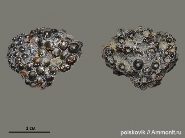 палеоген, рыбы, Крым, зубы рыб, Labrodon, fish, fish teeth