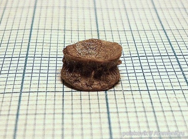 рыбы, Крым, апт, Aptian, fish