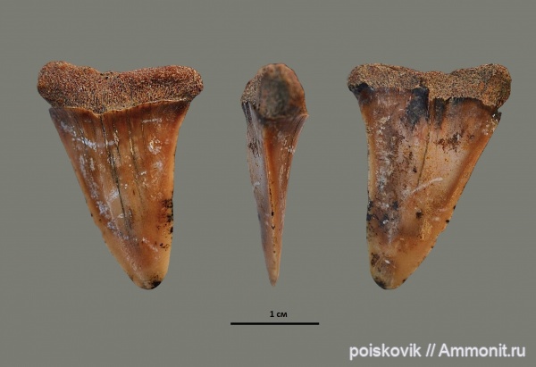 рыбы, зубы, Крым, зубы акул, Cretoxyrhina, fish, teeth, shark teeth