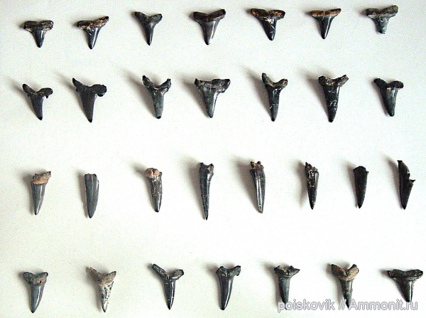 рыбы, зубы, Крым, зубы акул, fish, teeth, shark teeth