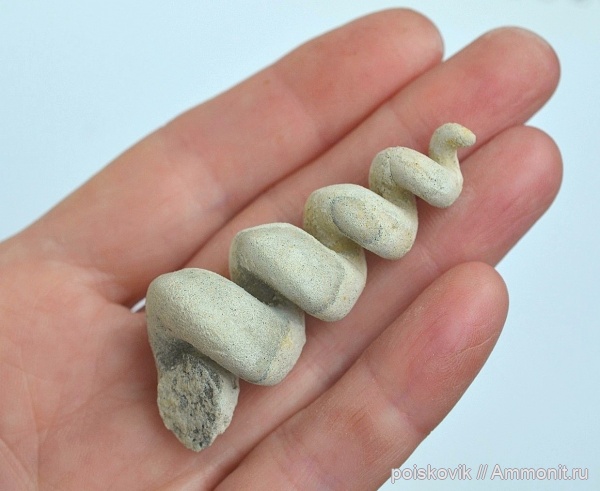 гастроподы, брюхоногие моллюски, Крым, Балаклава