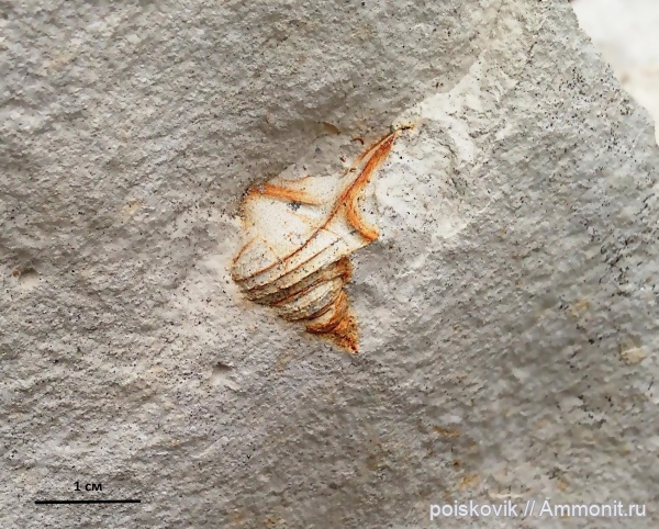 гастроподы, брюхоногие моллюски, Крым, Балаклава, Aporrhais piryformes