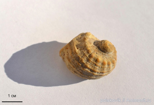 гастроподы, брюхоногие моллюски, Крым, баррем, Barremian