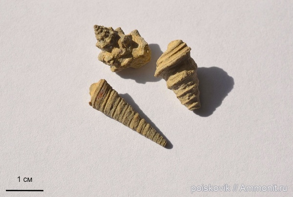 гастроподы, брюхоногие моллюски, берриас, Крым, Berriasian