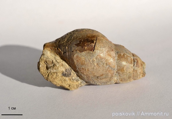 гастроподы, брюхоногие моллюски, берриас, Крым, Berriasian