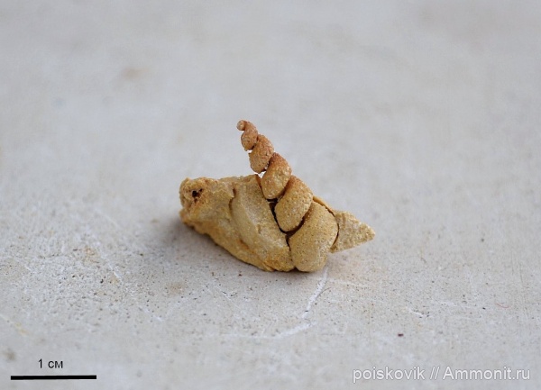 гастроподы, брюхоногие моллюски, Крым