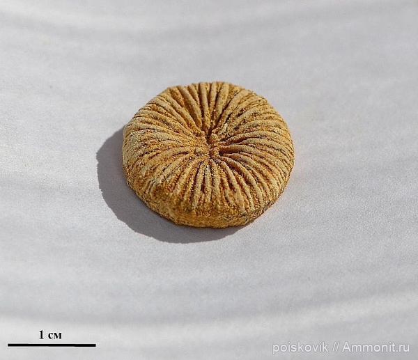 кораллы, Крым, готерив, Montlivaltia intumescens