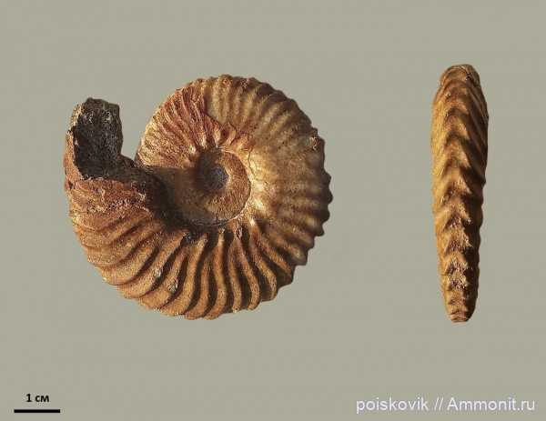 аммониты, головоногие моллюски, Крым, Балаклава, Anahoplites, эрратические валуны, Anahoplites daviesi