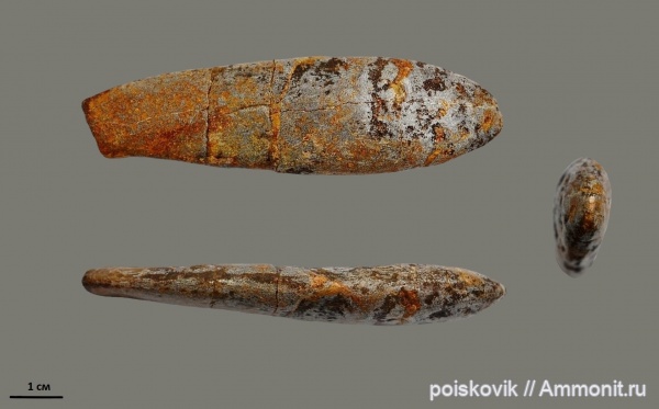 белемниты, головоногие моллюски, Крым, баррем, Duvalia, дювалии, Barremian, belemnites