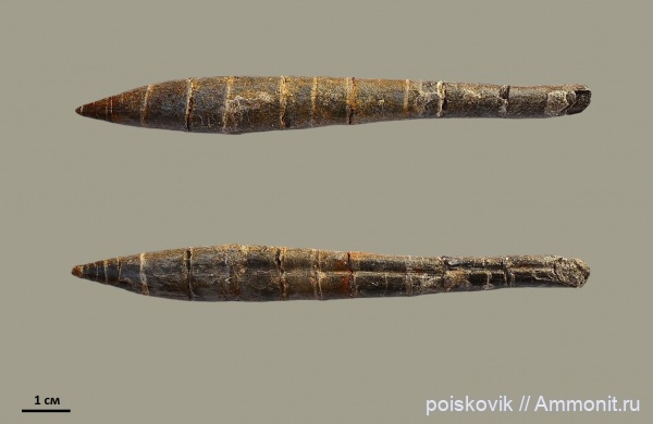 белемниты, головоногие моллюски, Крым, belemnites