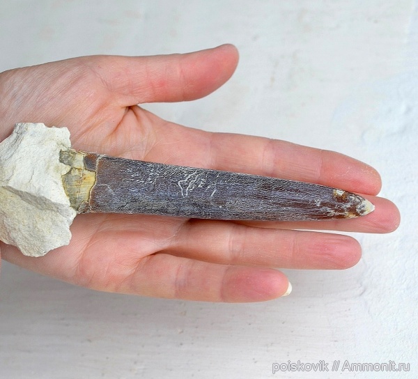 белемниты, головоногие моллюски, Крым, Балаклава, belemnites