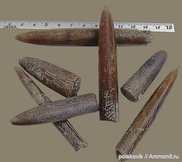 белемниты, головоногие моллюски, Крым, belemnites