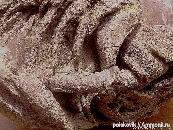 наутилусы, головоногие моллюски, альб, Крым, сифон, Балаклава, Albian