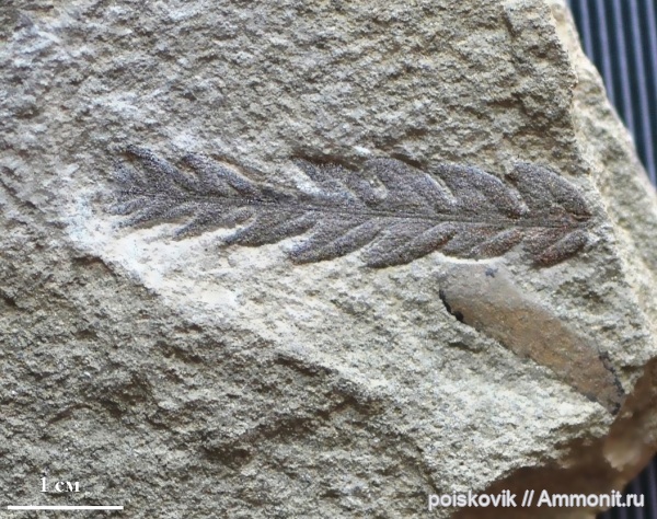 юра, папоротники, Крым, Cladophlebis