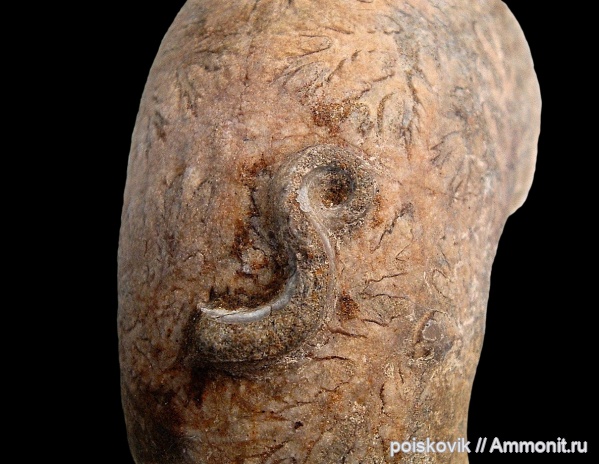 серпулы, Крым, готерив, Serpulidae, Neovermilia, нижний готерив