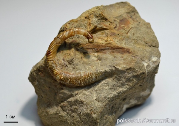 аммониты, гетероморфные аммониты, головоногие моллюски, альб, Крым, Ammonites, Балаклава, Hamites, Albian, heteromorph ammonites, эрратические валуны, верхний альб